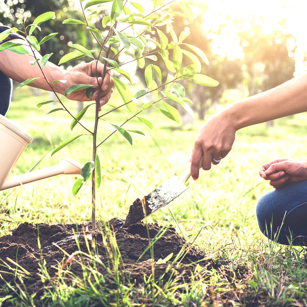Image of the hands of two people working together to plant a tree sapling on a bright day.