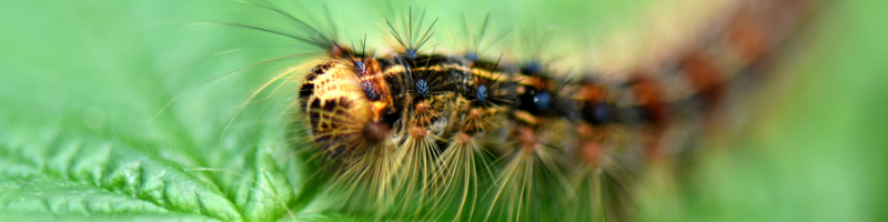 A close up image of a Lymantria dispar caterpillar on a green leaf.