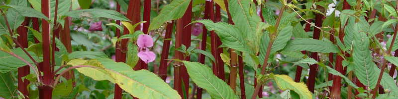 Close up photograph of Himalayan Balsam