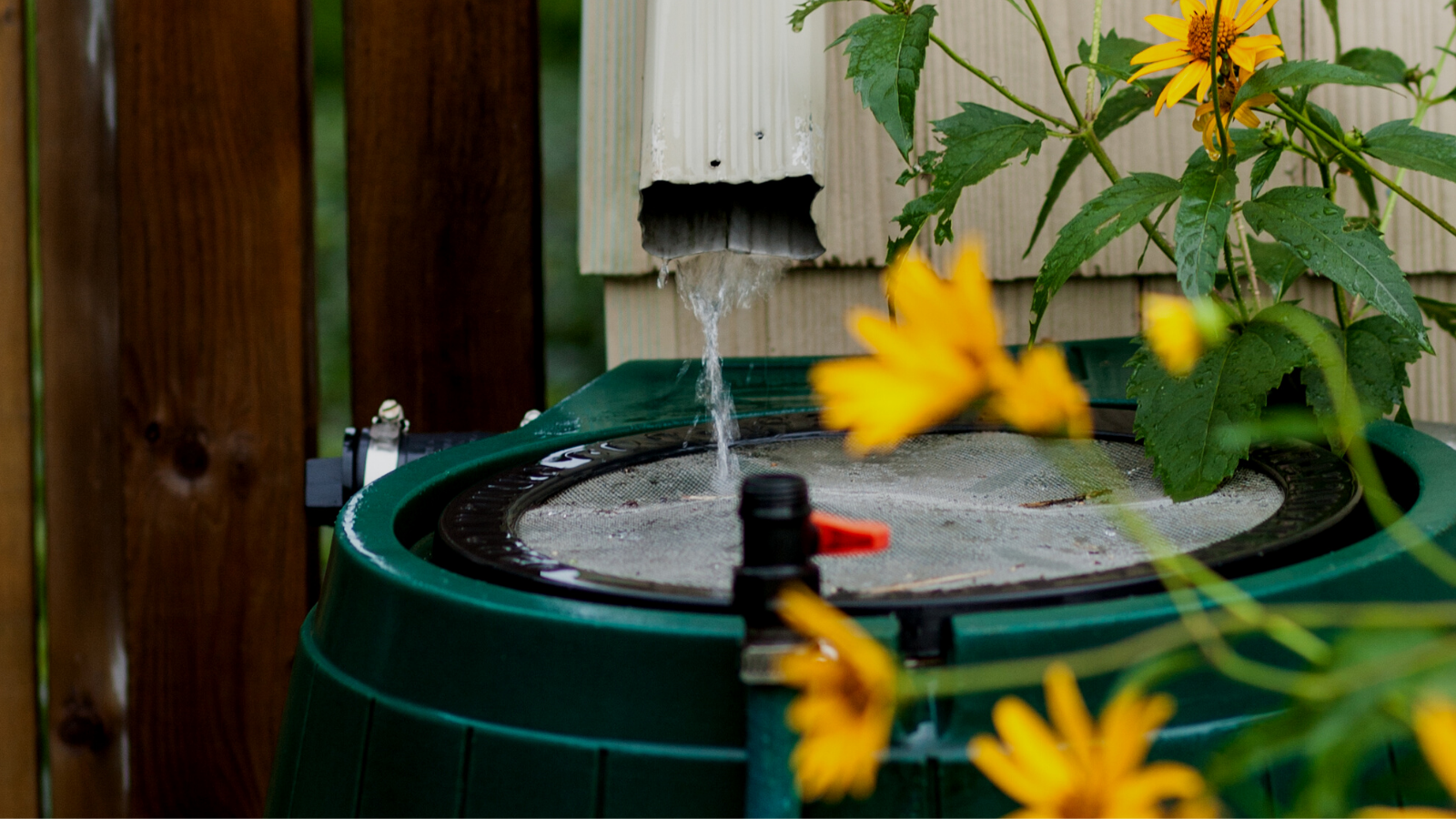 Water running out of a downspout and into a rain barrel.