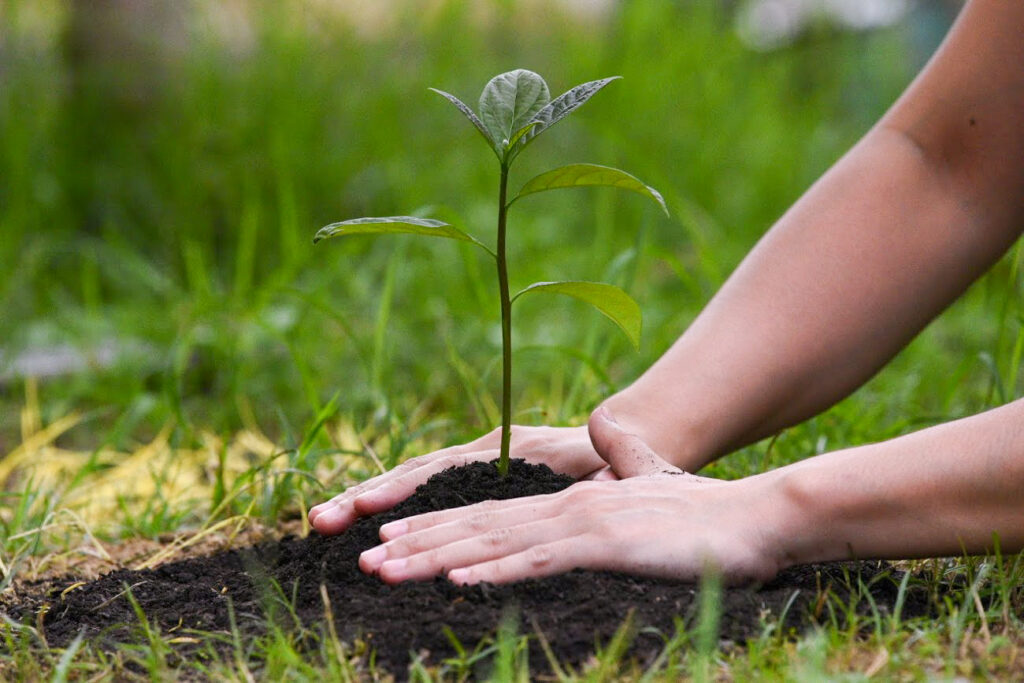 Photo of hands packing dirt around a small tree that has just been planted