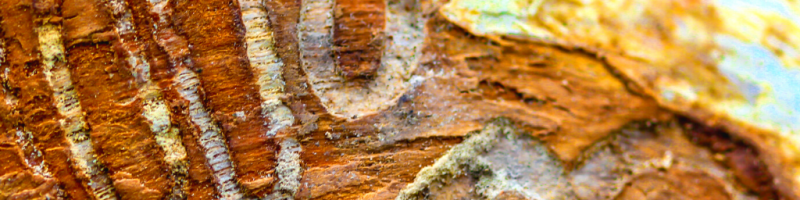 Close up image of the bark of a tree that has been affected by Emerald Ash Borer