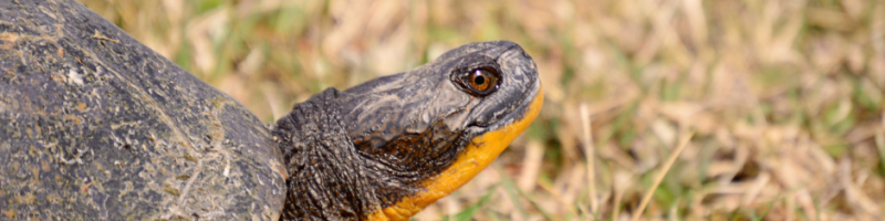 Image of a Blanding's Turtle on dry grass.